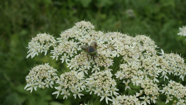 Heracleum sphondylium (Apiaceae)